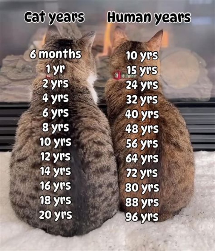 Craig Keshishian Wikipedia And Age: How Old Is He?